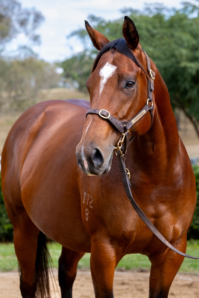 Avolonte (AUS) - Image 2