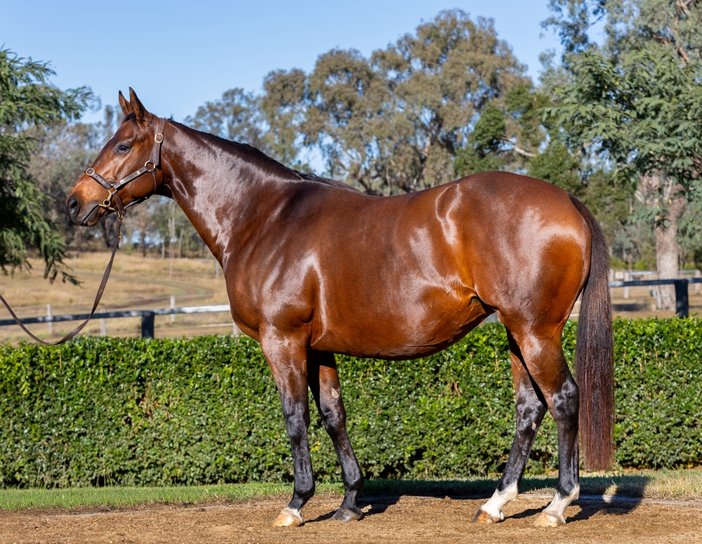 Desert Team (IRE) - Image 1