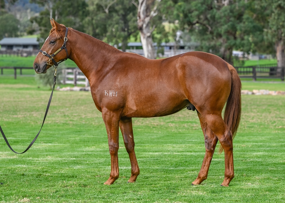 Graff (AUS) / Ginali (AUS) 2023 Colt - Image 1