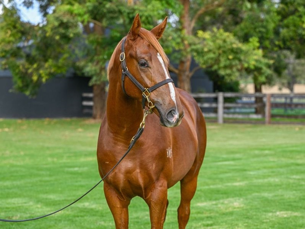 Graff (AUS) / Ginali (AUS) 2023 Colt - Image 2