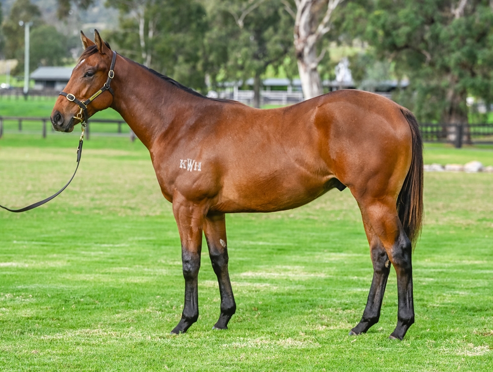 Graff (AUS) / Hidden Numbers (AUS) 2023 Colt - Image 1