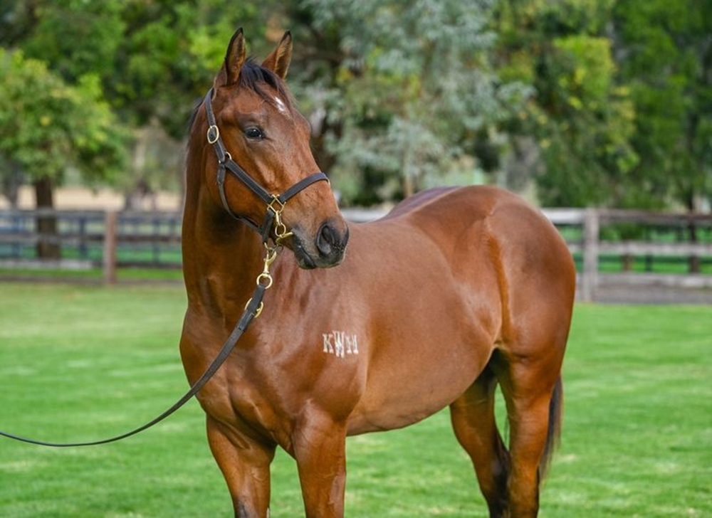 Graff (AUS) / Hidden Numbers (AUS) 2023 Colt - Image 2