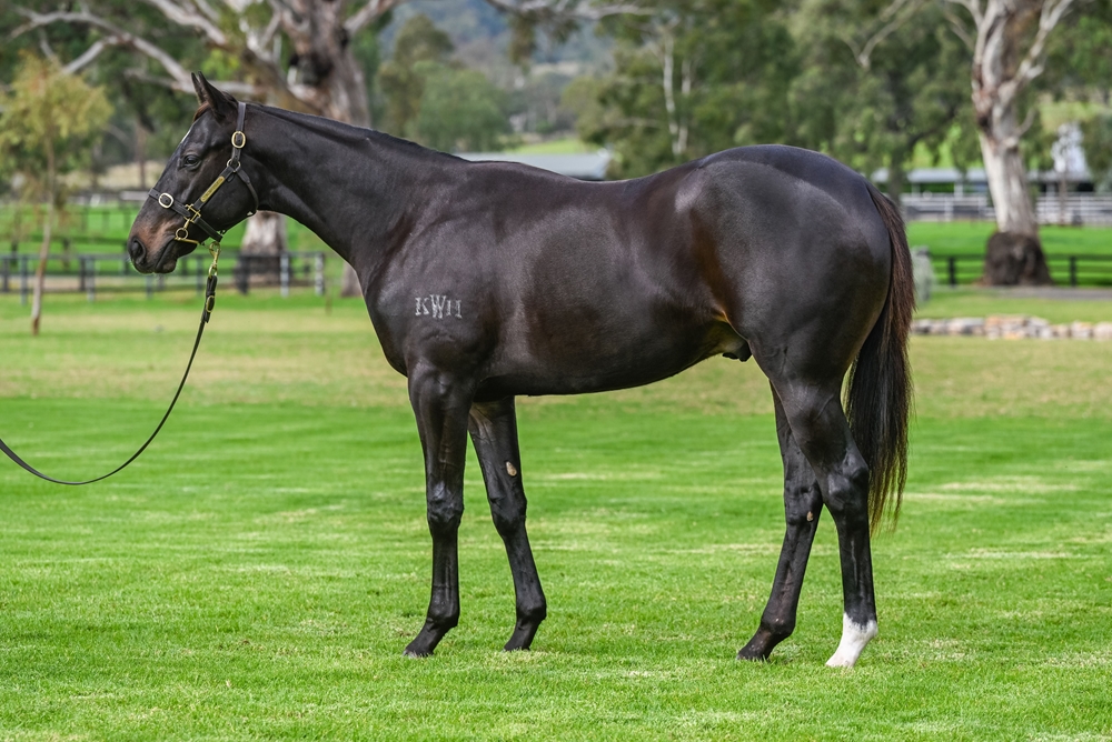 Wild Ruler (AUS) / Homebird (AUS) 2023 Colt - Image 1