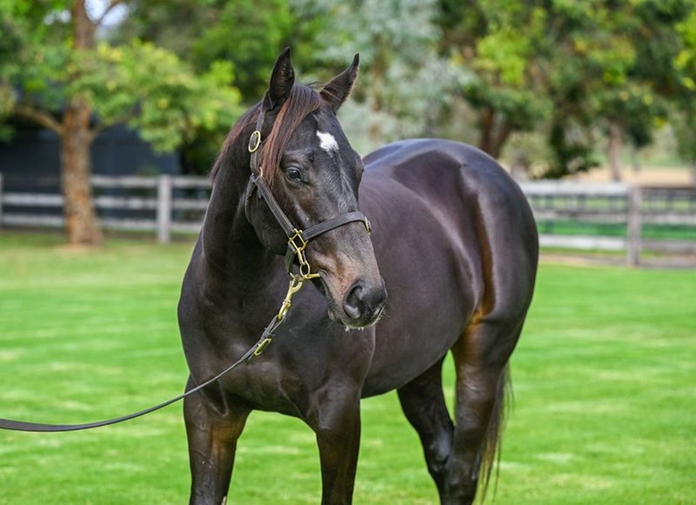 Wild Ruler (AUS) / Homebird (AUS) 2023 Colt - Image 2