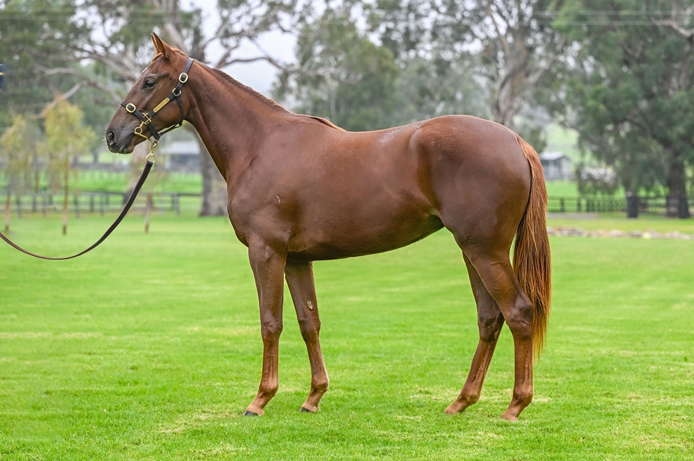 Victor Ludorum (GB) / I Am Awesome (AUS) 2023 Filly - Image 1