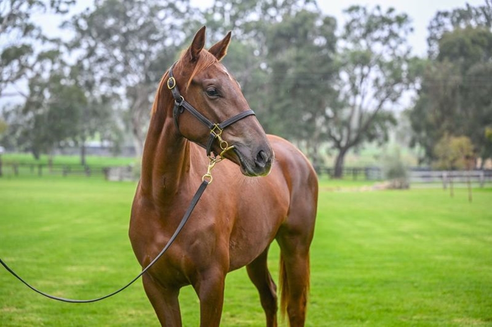 Victor Ludorum (GB) / I Am Awesome (AUS) 2023 Filly - Image 2