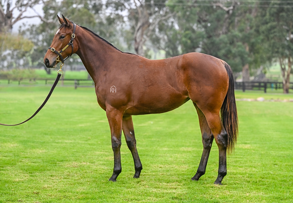 Proisir (AUS) / I Love Friday (AUS) 2023 Filly - Image 1
