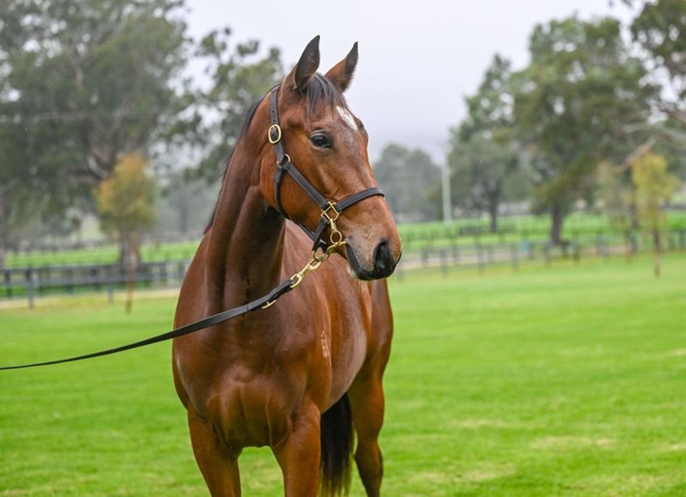 Proisir (AUS) / I Love Friday (AUS) 2023 Filly - Image 2