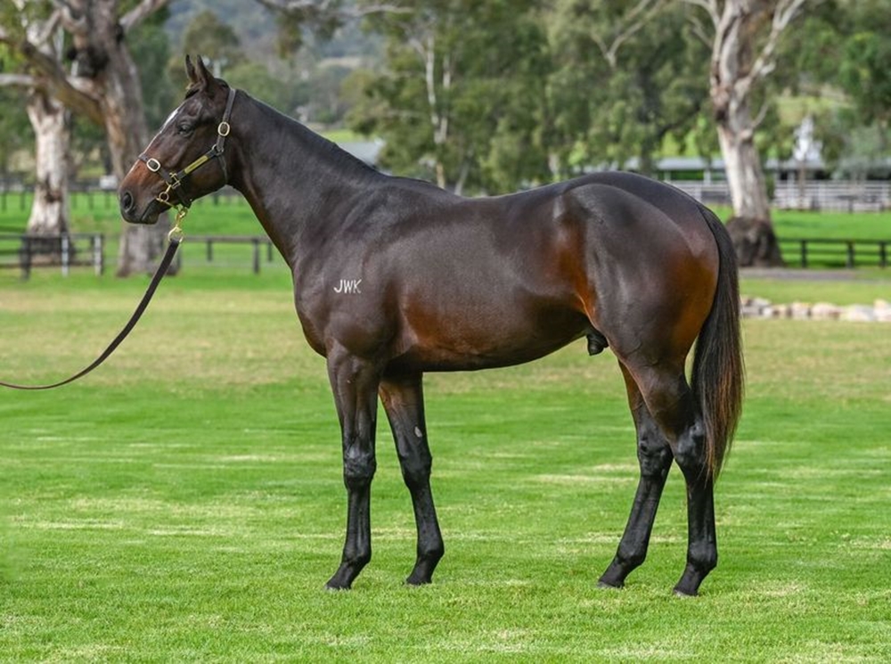 Prince Fawaz (AUS) / Idyllic Mood (AUS) 2023 Colt - Image 1