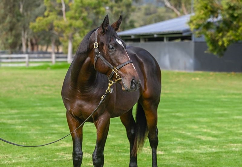 Prince Fawaz (AUS) / Idyllic Mood (AUS) 2023 Colt - Image 2