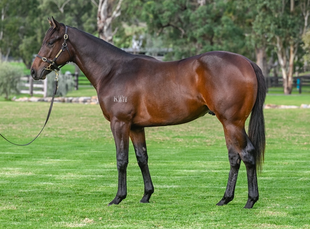 Graff (AUS) / Inis Rose (AUS) 2023 Colt - Image 1