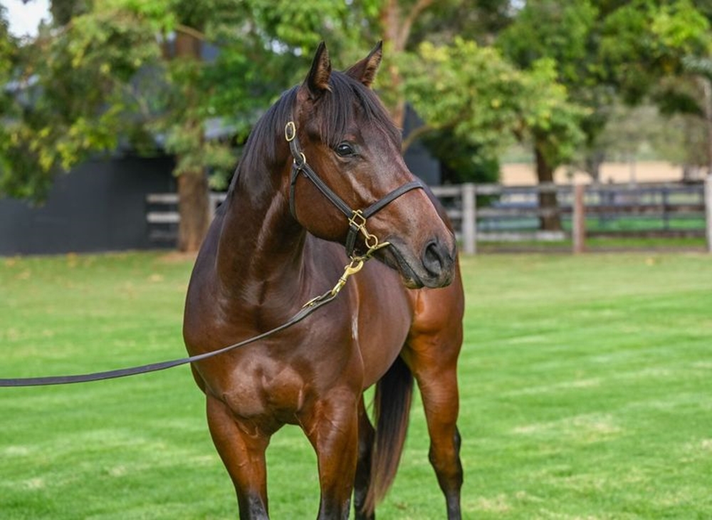 Graff (AUS) / Inis Rose (AUS) 2023 Colt - Image 2