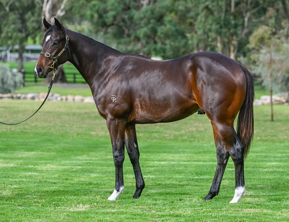Exceedance (AUS) / Rio Osa (AUS) 2023 Colt - Image 1