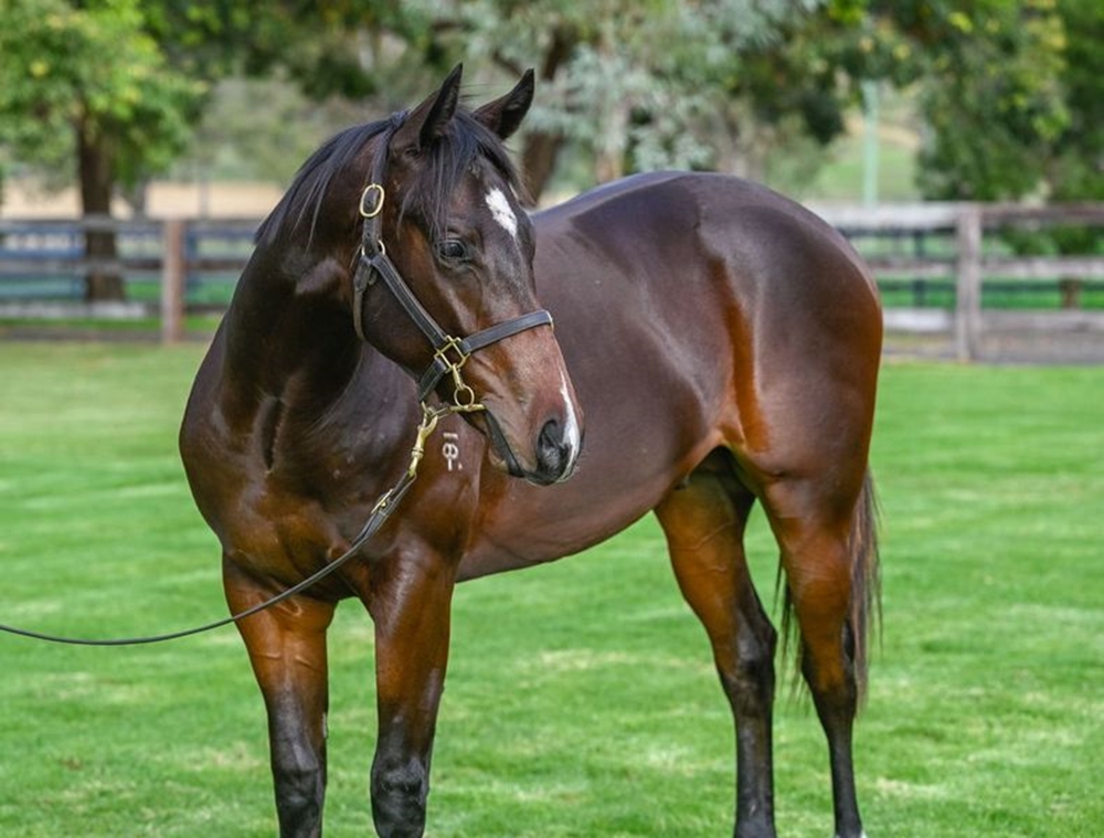 Exceedance (AUS) / Rio Osa (AUS) 2023 Colt - Image 2