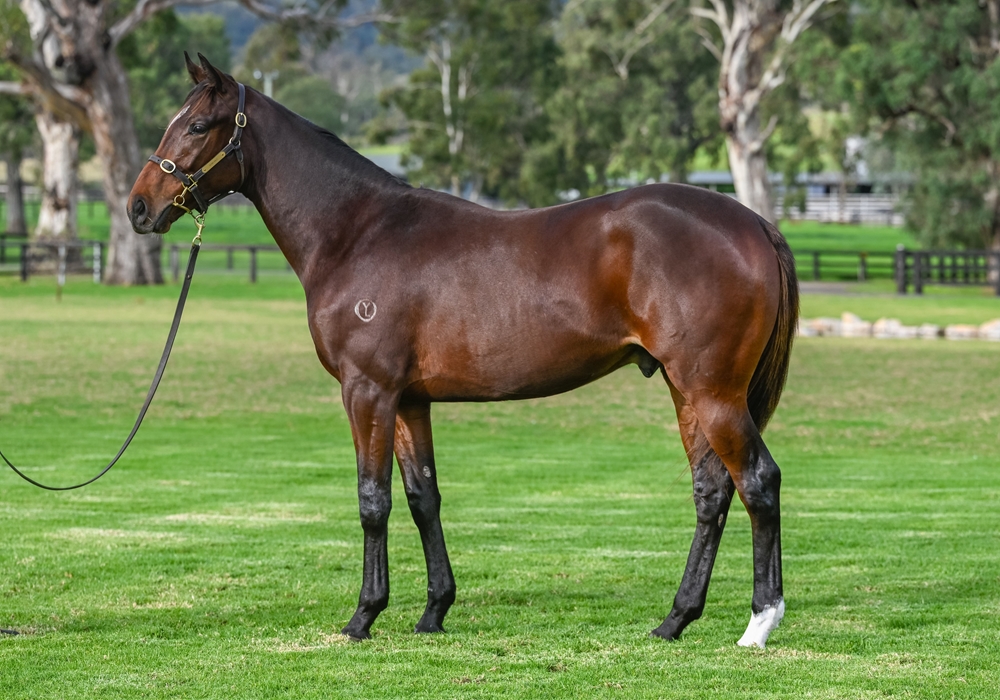 Lucky Vega (IRE) / Sky Island (IRE) 2023 Colt - Image 1