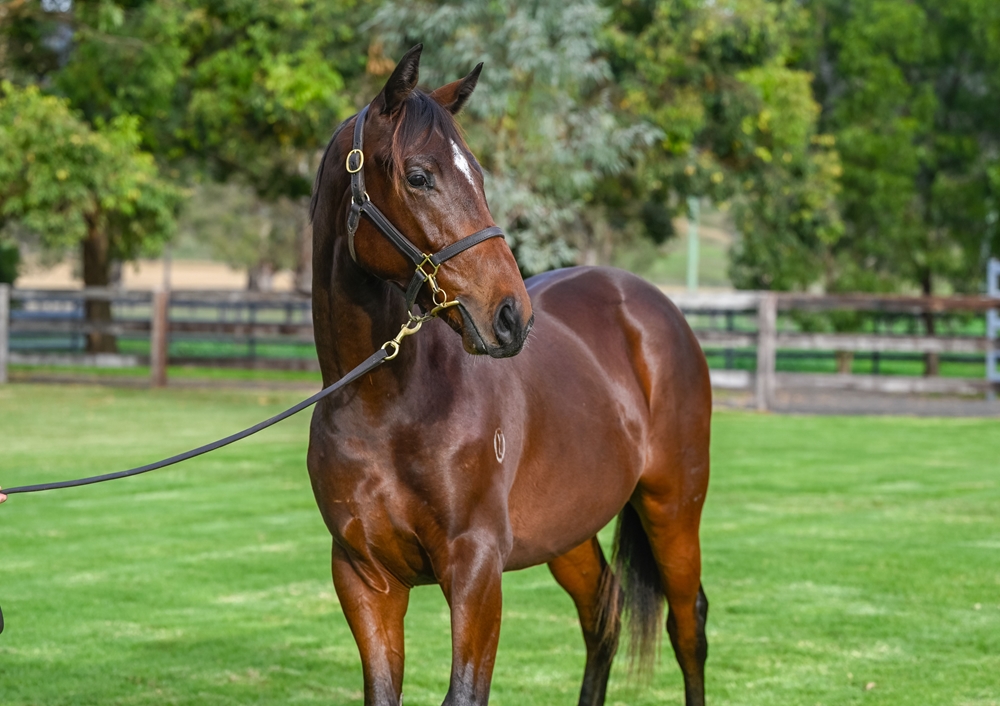 Lucky Vega (IRE) / Sky Island (IRE) 2023 Colt - Image 2