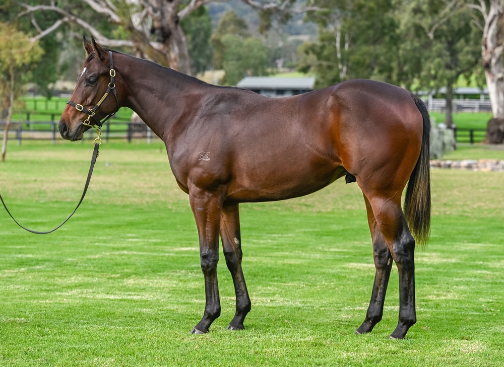 Zoustar (AUS) / Strome (AUS) 2023 Colt - Image 1