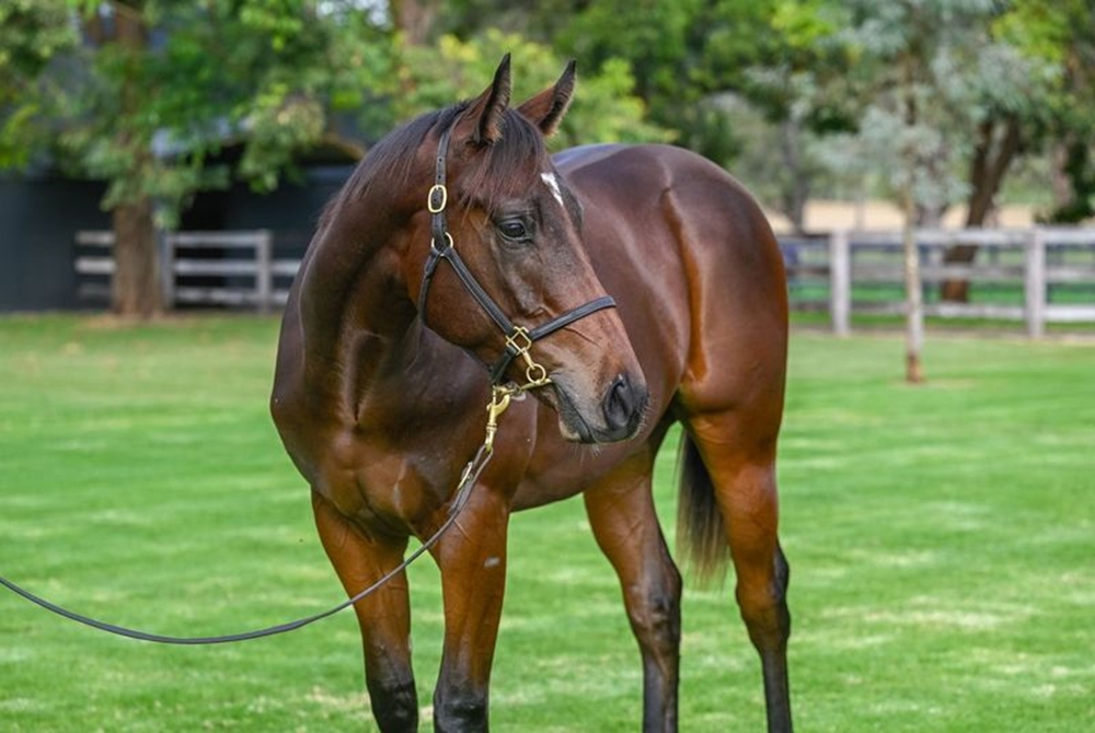 Zoustar (AUS) / Strome (AUS) 2023 Colt - Image 2