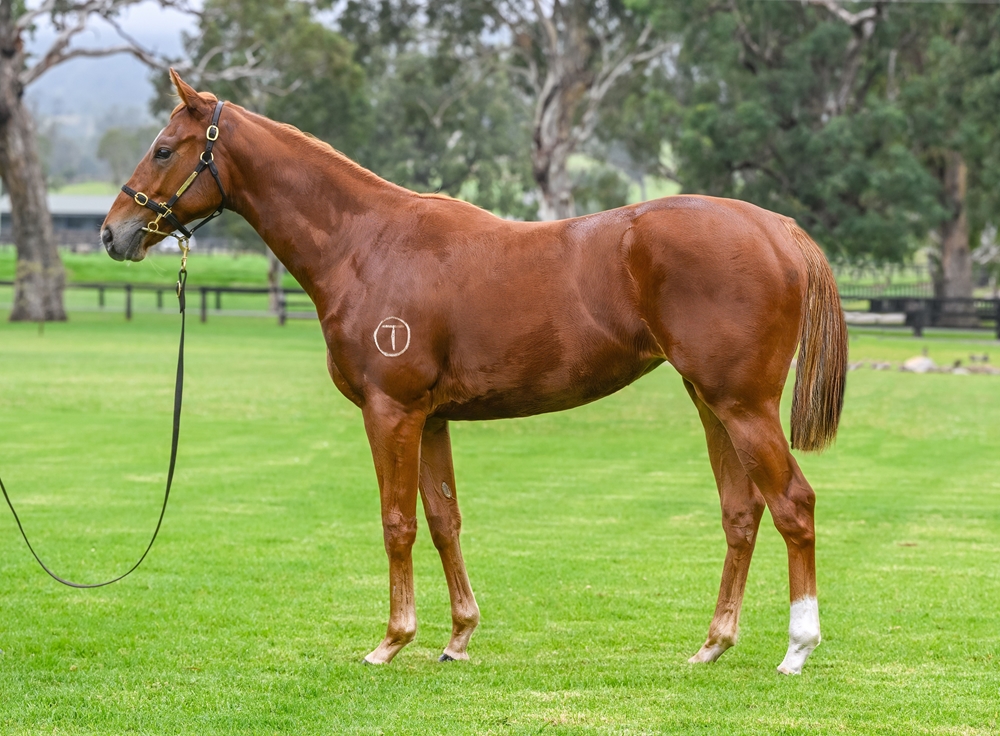 Bivouac (AUS) / Blue Money (AUS) 2023 Filly - Image 1