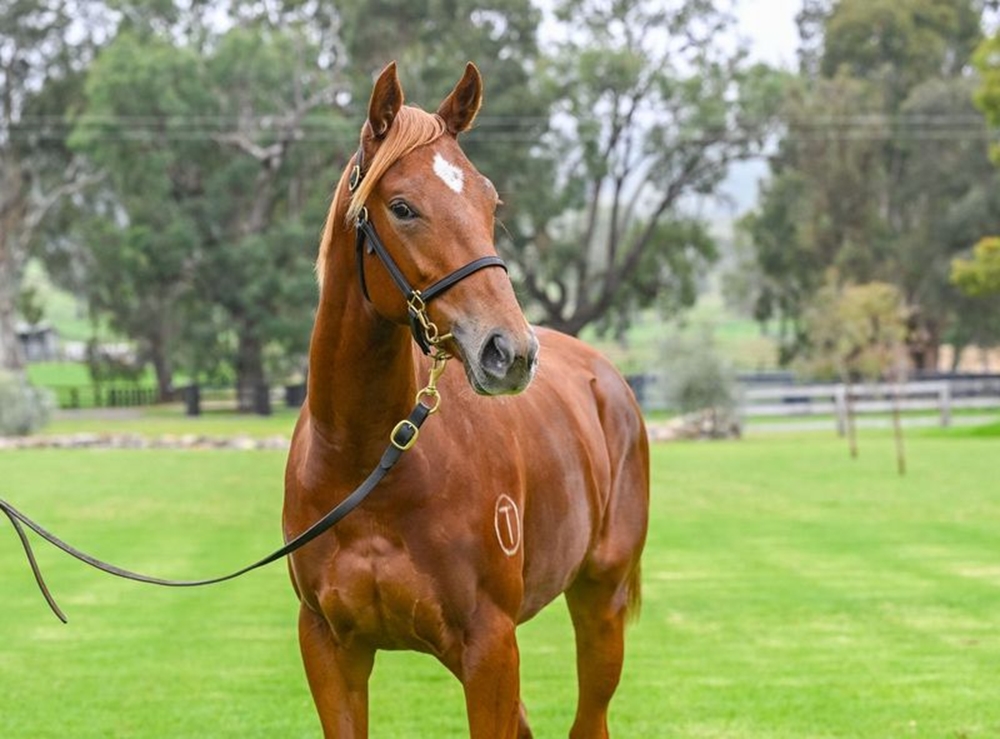 Bivouac (AUS) / Blue Money (AUS) 2023 Filly - Image 2