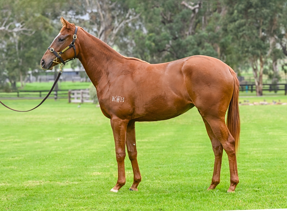 Graff (AUS) / Clever Dolly (AUS) 2023 Filly - Image 1