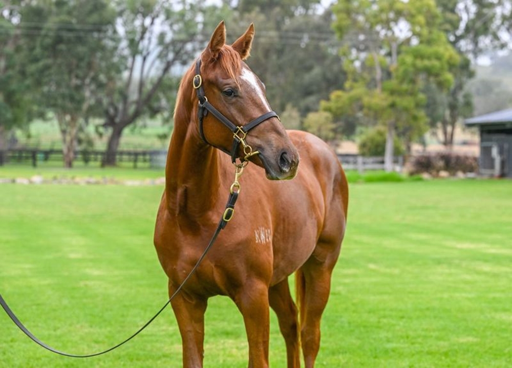 Graff (AUS) / Clever Dolly (AUS) 2023 Filly - Image 2
