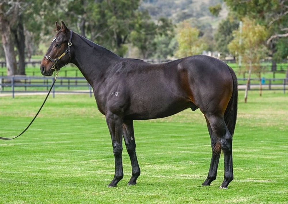 Prince Fawaz (AUS) / Divine Diva (AUS) 2023 Colt - Image 1