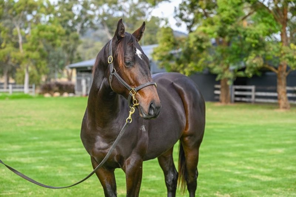 Prince Fawaz (AUS) / Divine Diva (AUS) 2023 Colt - Image 2