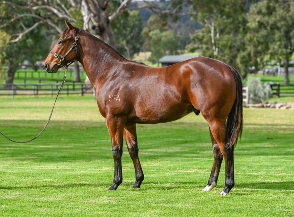 Harry Angel (IRE) / Enclosure (NZ) 2023 Colt - Image 1