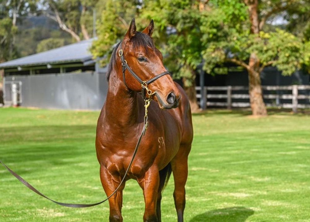 Harry Angel (IRE) / Enclosure (NZ) 2023 Colt - Image 2