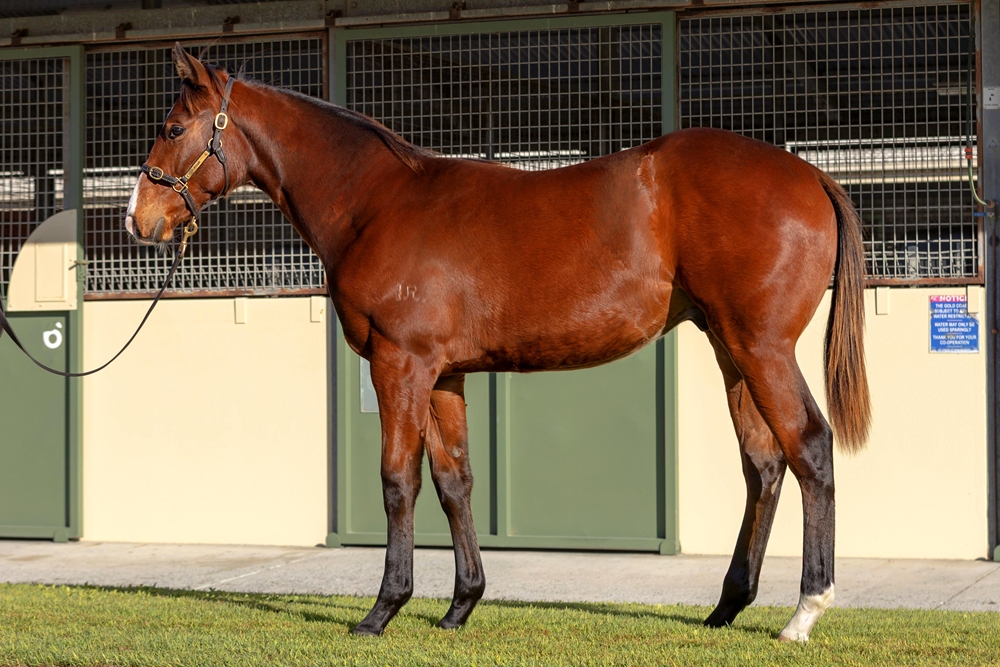 Harry Angel (IRE) / Oxford Heart (AUS) 2024 Colt - Image 1