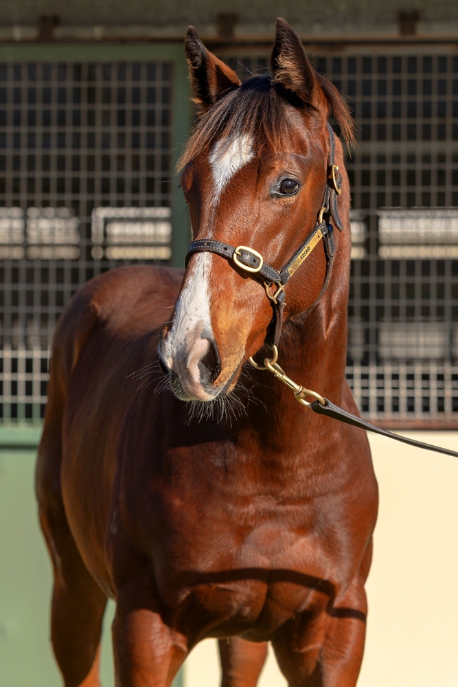 Harry Angel (IRE) / Oxford Heart (AUS) 2024 Colt - Image 2