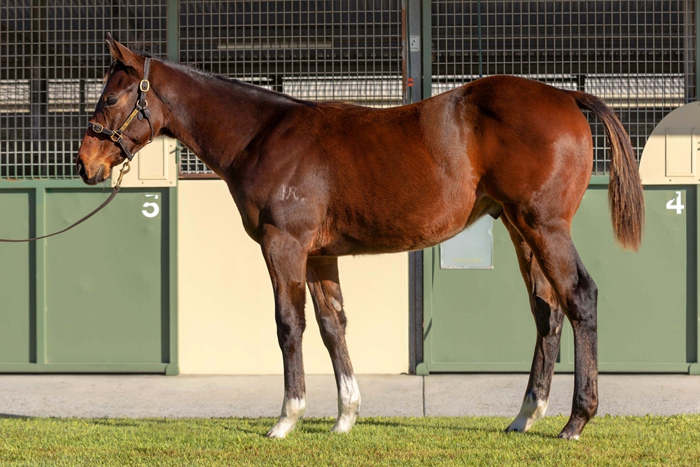 Zousain (AUS) / Receipt (AUS) 2024 Colt - Image 1