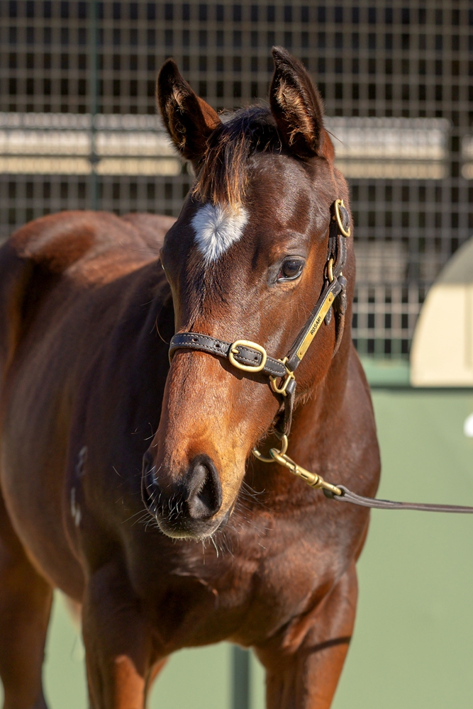 Zousain (AUS) / Receipt (AUS) 2024 Colt - Image 2