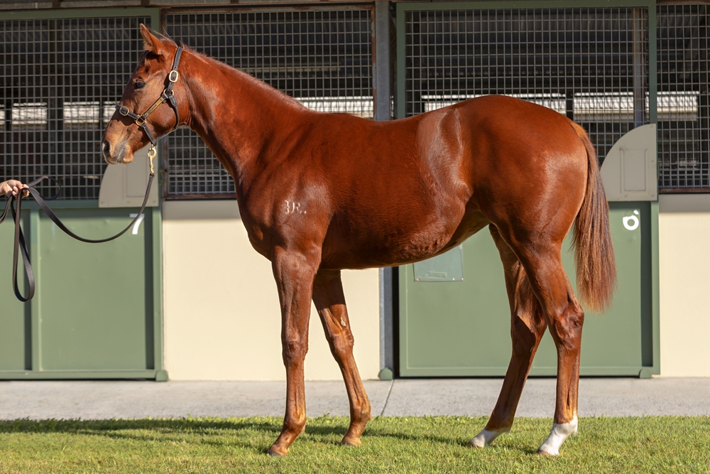 Supido (AUS) / To be Honest (AUS) 2024 Filly - Image 1