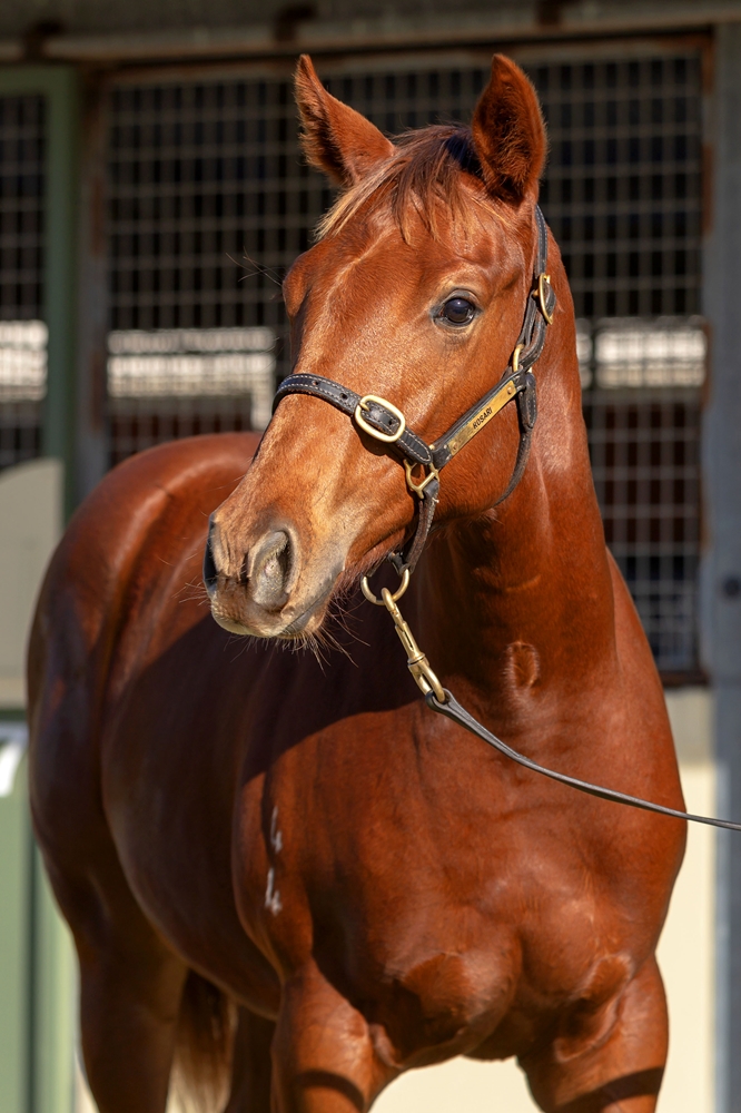 Supido (AUS) / To be Honest (AUS) 2024 Filly - Image 2