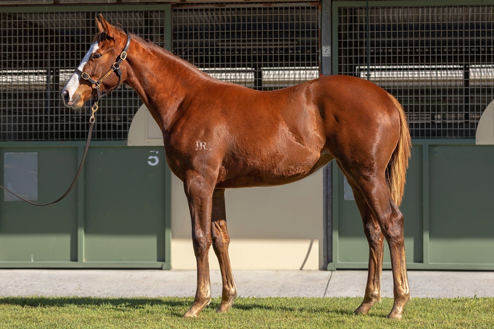 Anders (AUS) / Tumbling Dice (AUS) 2024 Filly - Image 1