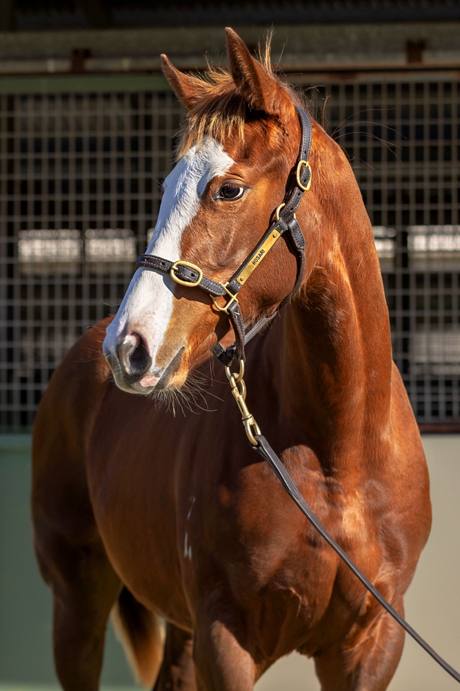 Anders (AUS) / Tumbling Dice (AUS) 2024 Filly - Image 2