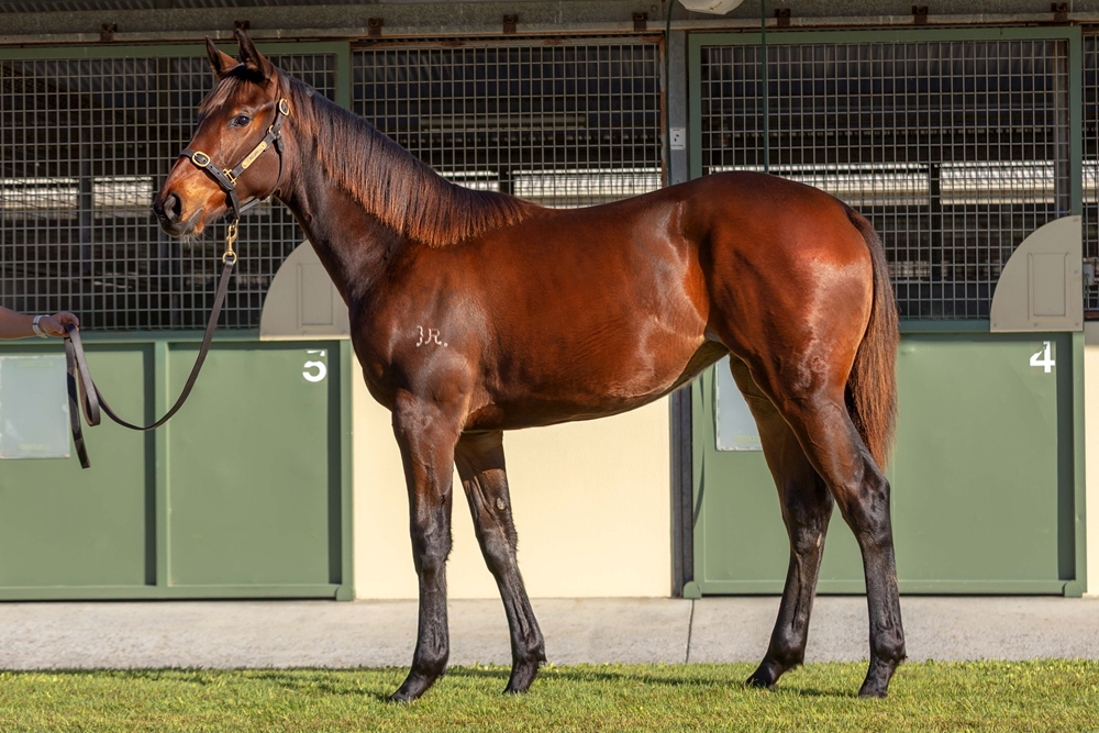 So You Think (NZ) / Anatina (AUS) 2024 Filly - Image 1