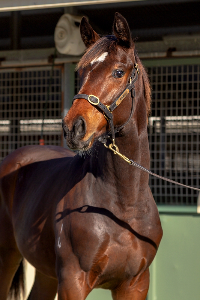 So You Think (NZ) / Anatina (AUS) 2024 Filly - Image 2