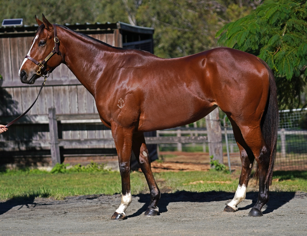 Little Charmer (AUS) - Image 2