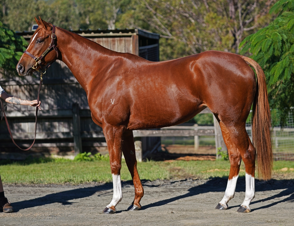 Summer Soiree (AUS) - Image 1