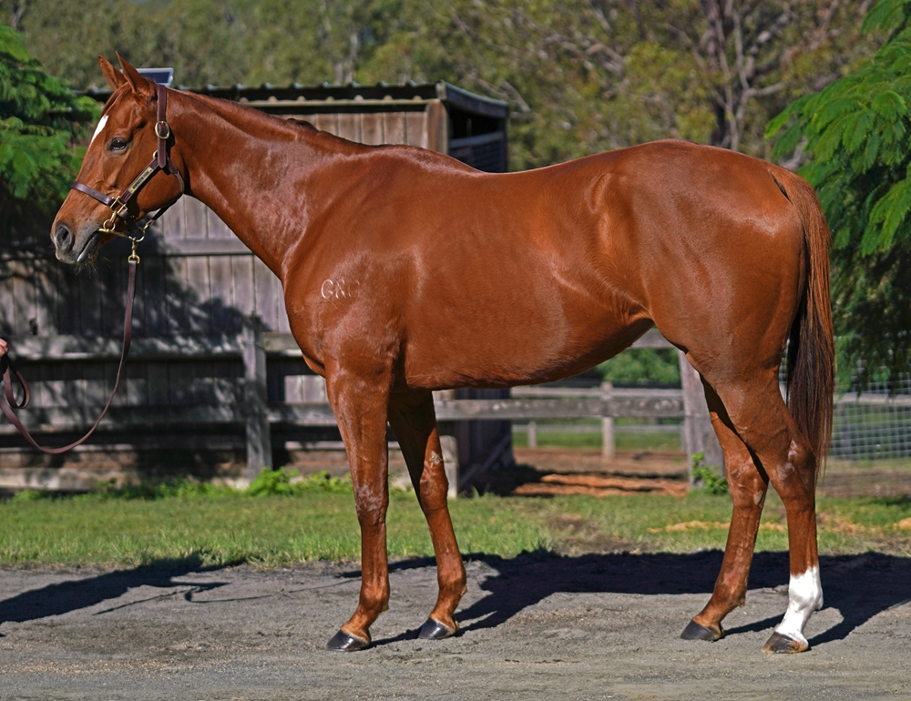 Alsephina (AUS) - Image 1