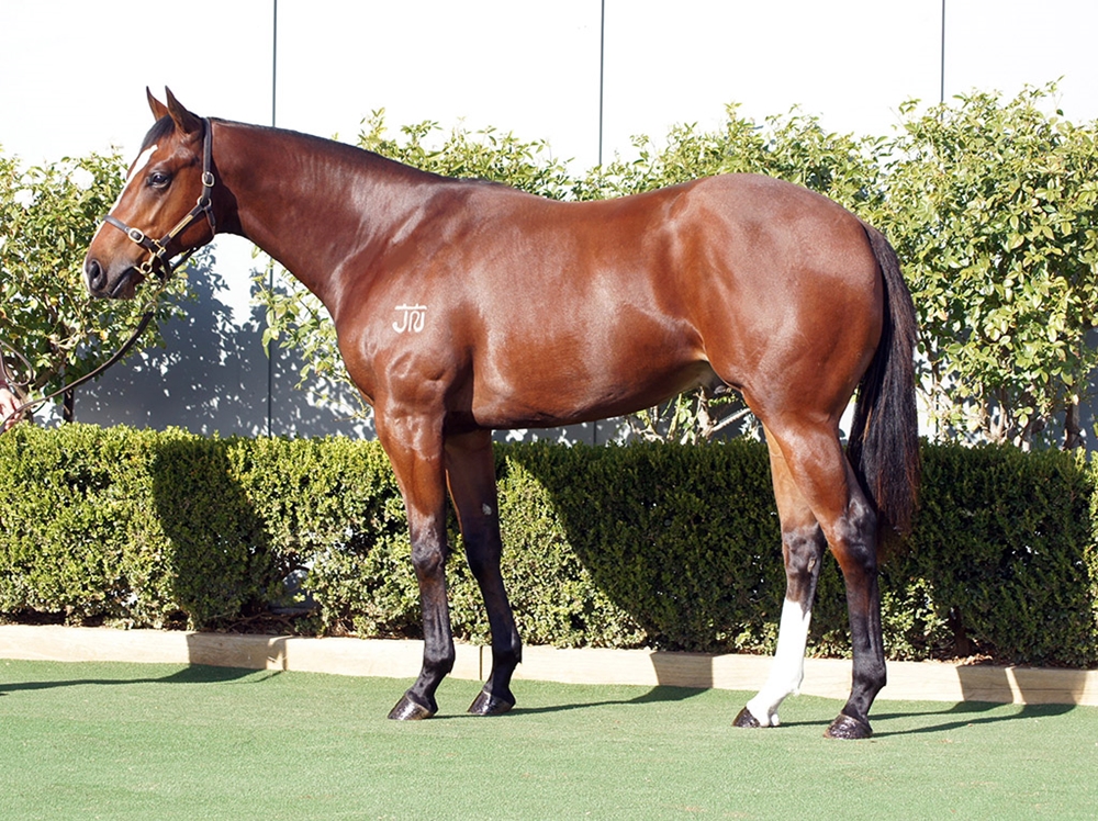 Profiteer (AUS) / Gobelin (AUS) 2023 Colt - Image 1