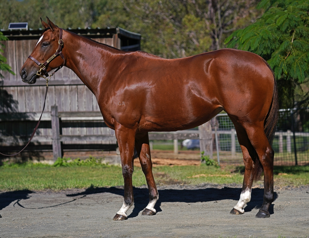 Elliez Star (AUS) - Image 1