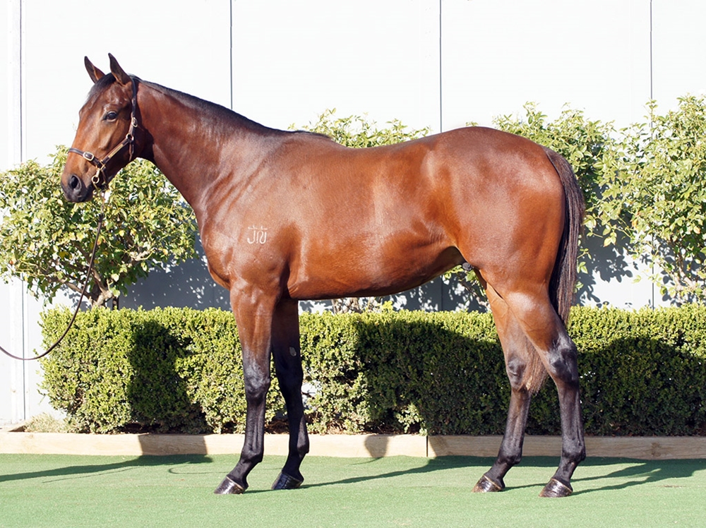 Cool Aza Beel (NZ) / Il Professionale (AUS) 2023 Colt - Image 1