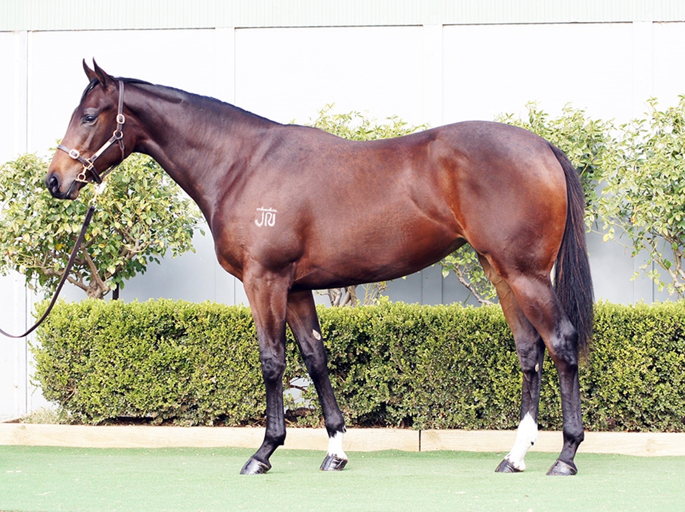 D'Argento (AUS) / Kiaria (AUS) 2023 Filly - Image 1