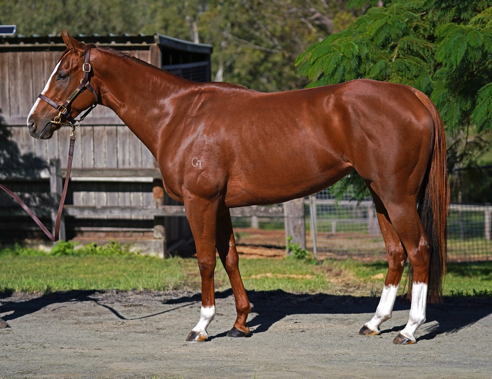 Iphimedia (AUS) - Image 1