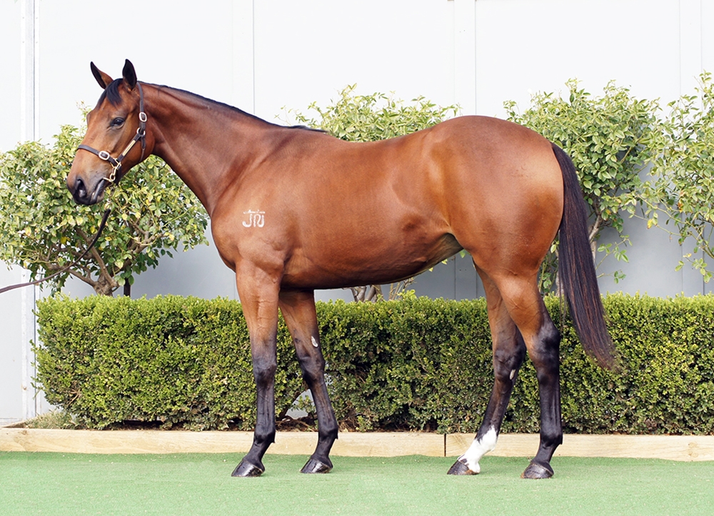 North Pacific (AUS) / Linden (AUS) 2023 Filly - Image 1