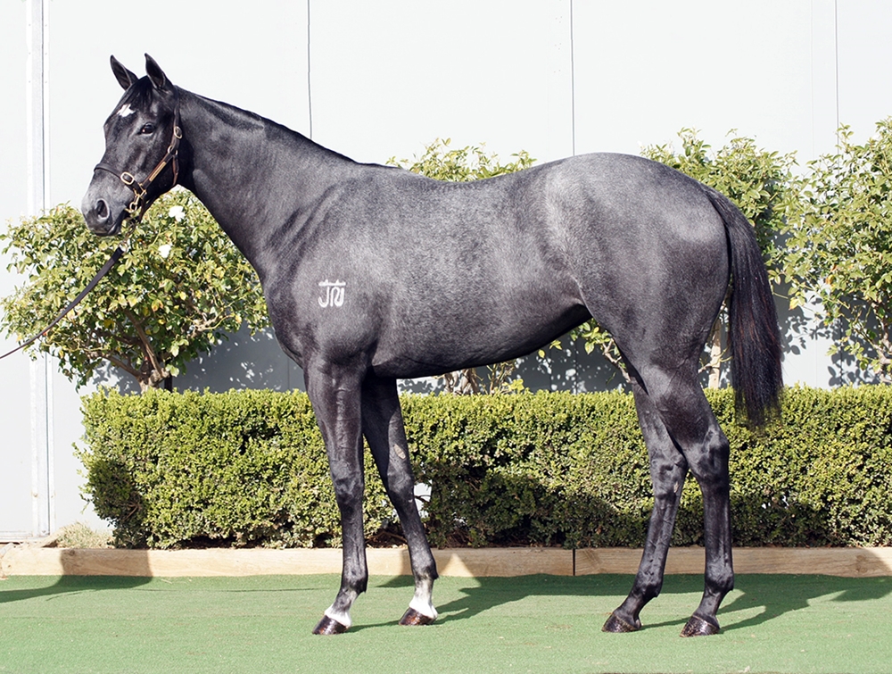 D'Argento (AUS) / Sea Silk (AUS) 2023 Filly - Image 1